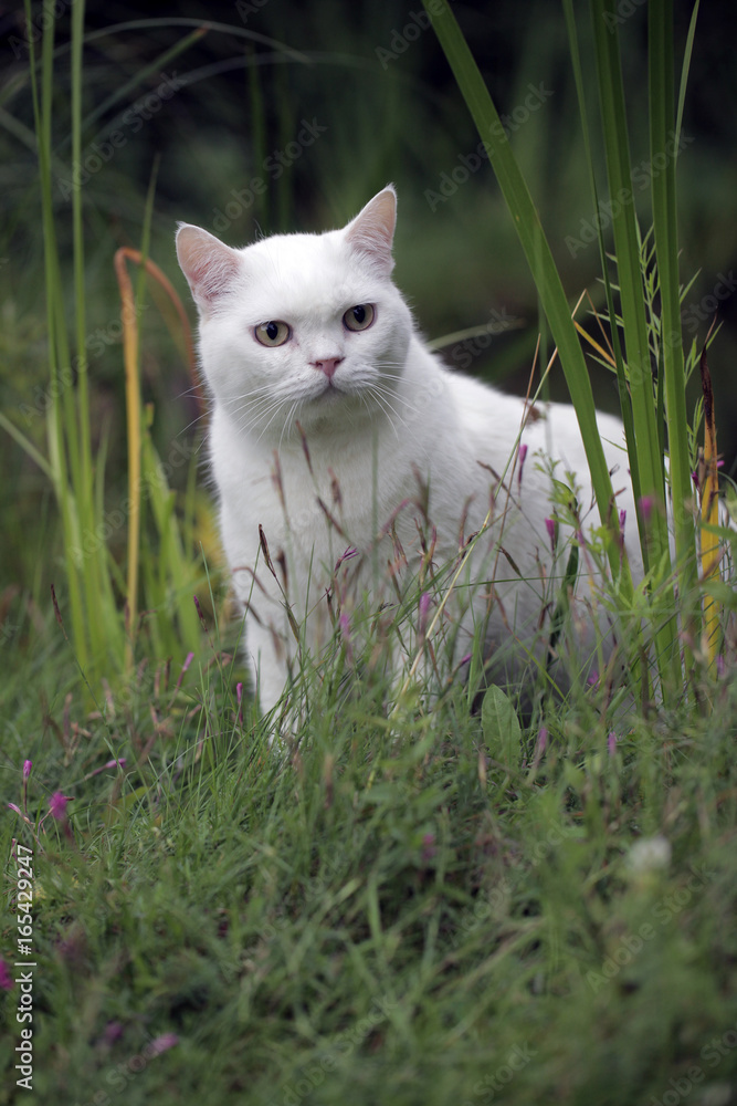 funny white cat hiding in the grass