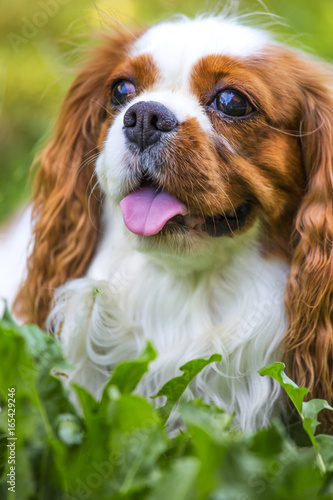 Beautiful cavalier king charles spaniel in the grass background
