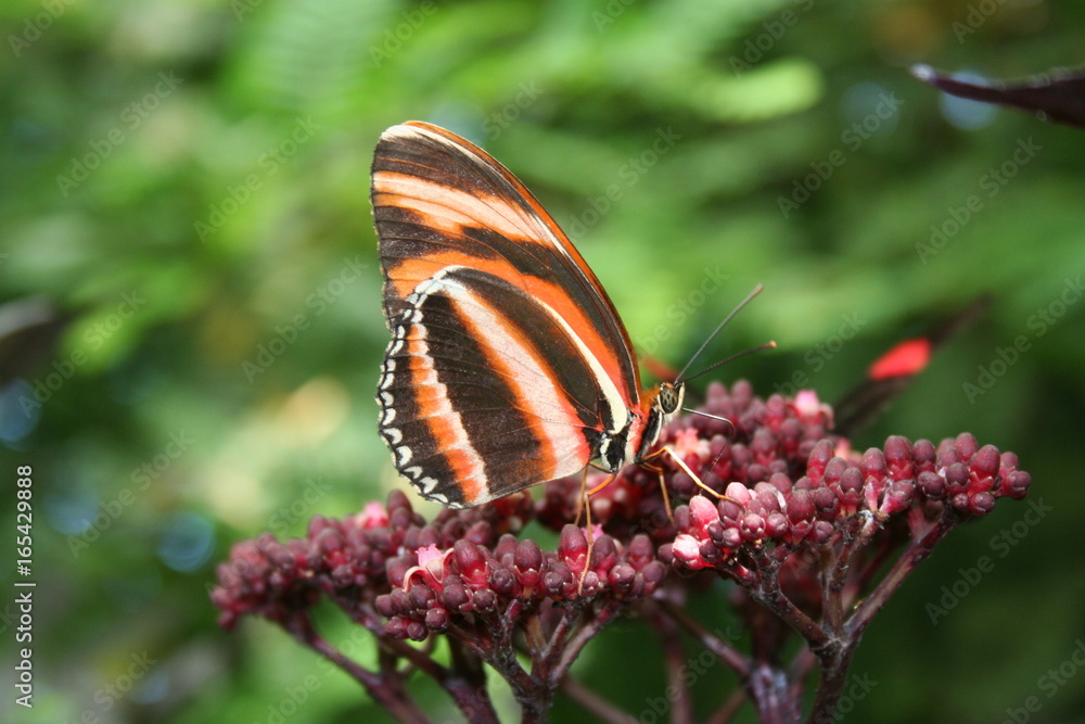 Fototapeta premium Schmetterling auf Mainau II