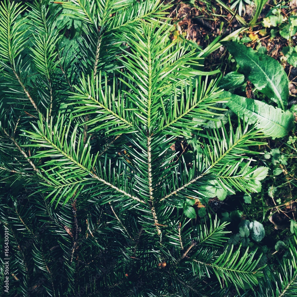 Fototapeta premium nature