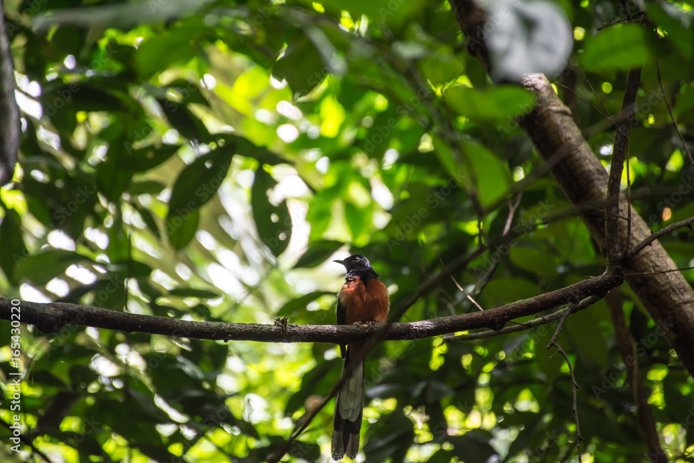 bird bird