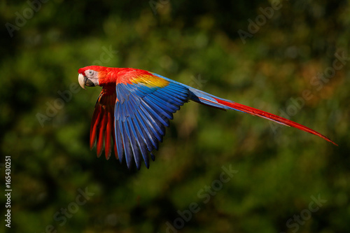 Wildlife scene from tropic nature. Red bird in the forest. Parrot flight in the green jungle habitat. Red parrot in fly. Scarlet Macaw, Ara macao, in tropical forest, Costa Rica.