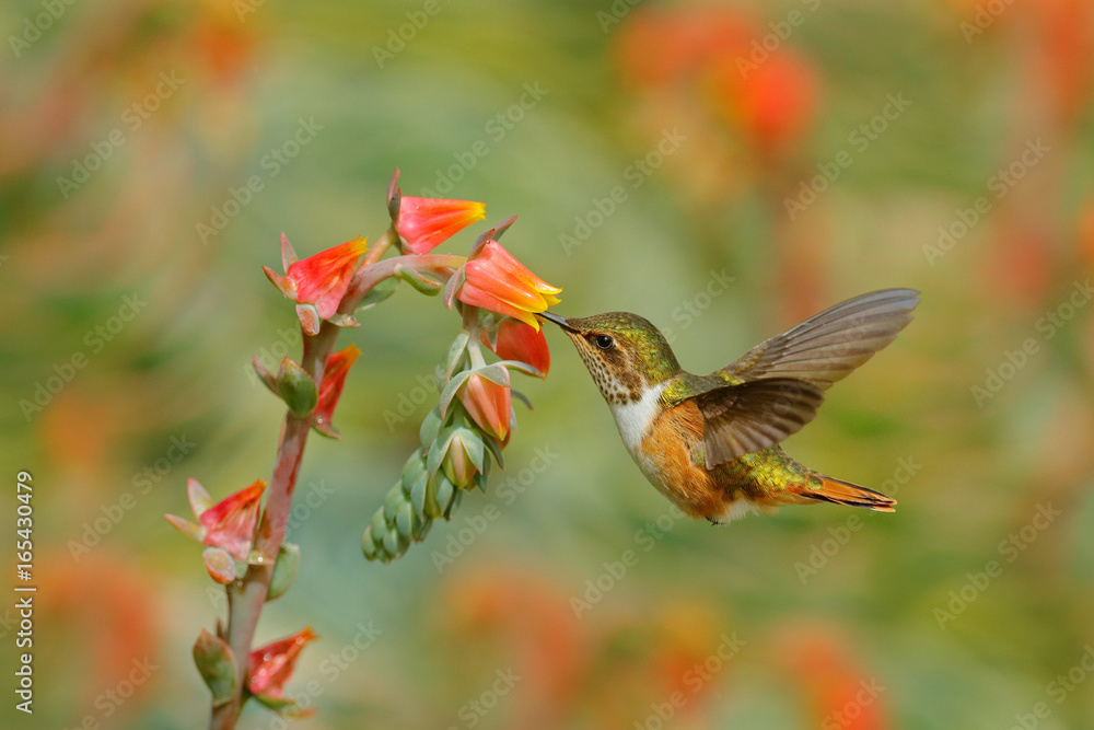Costa Humbing Bird Flower