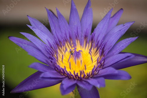 Lotus is a flower that familiar and favorable with Thai people from the past and a flower for Buddhism.