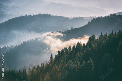 Foggy morning landscape, lines of mountain range and fir forest, travel nature background