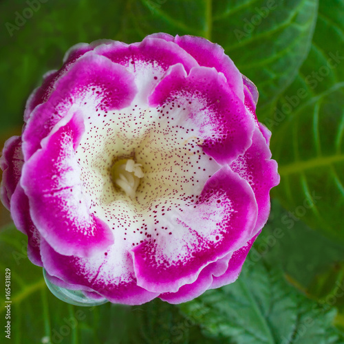 Decorum plant, beautiful pink Gloxinia flower Sinningia specios photo