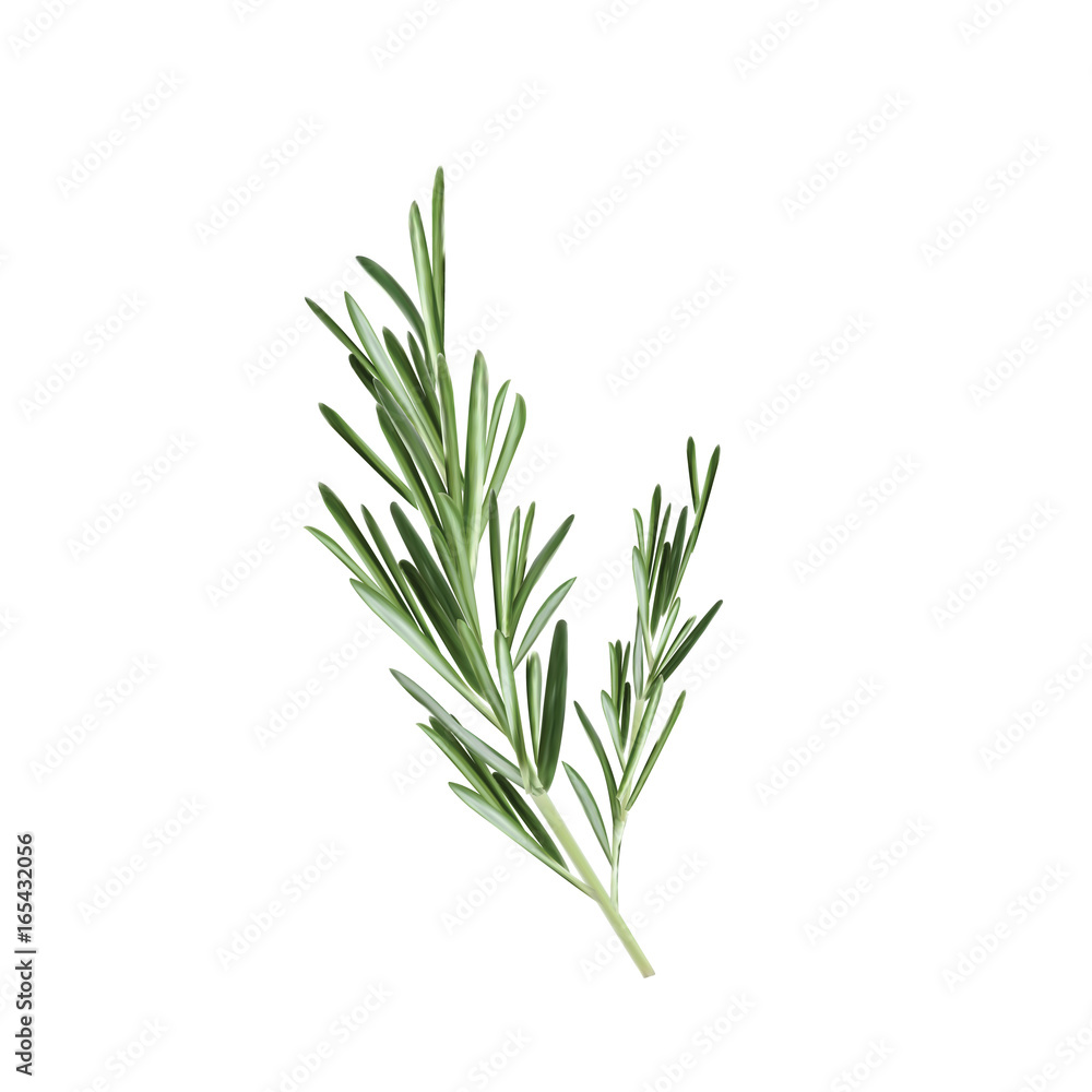 Fototapeta Gałązka rozmarynowa wektorowa ilustracja. Ziele rozmarynu