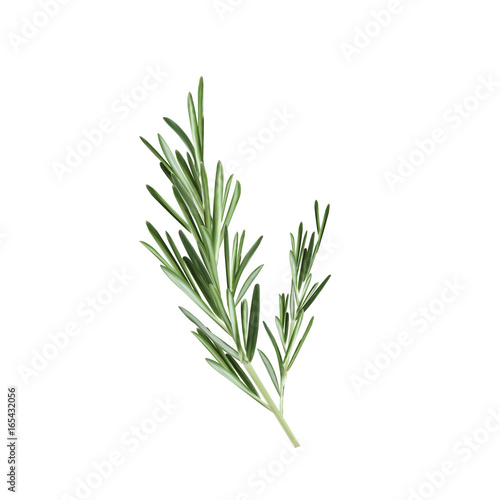 Sprig of rosemary vector illustration. Rosemary herb