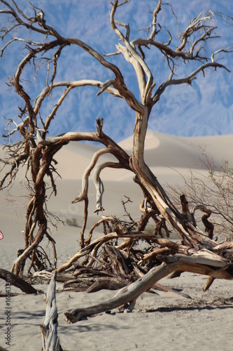 Arbre dans la Vallée de la mort 