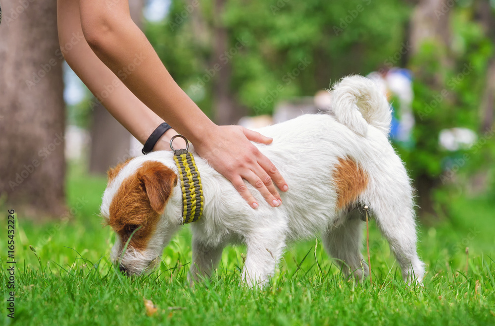 Woman owner taking care of a dog