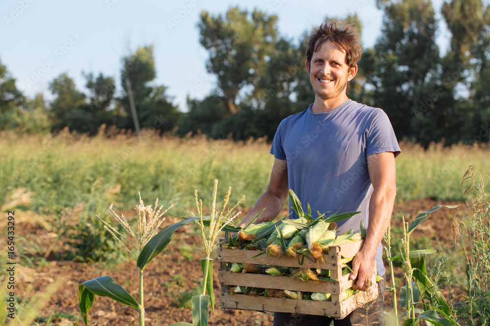 Fototapeta premium Portrait of happy smiling young farmer holding wooden box with corn on the field