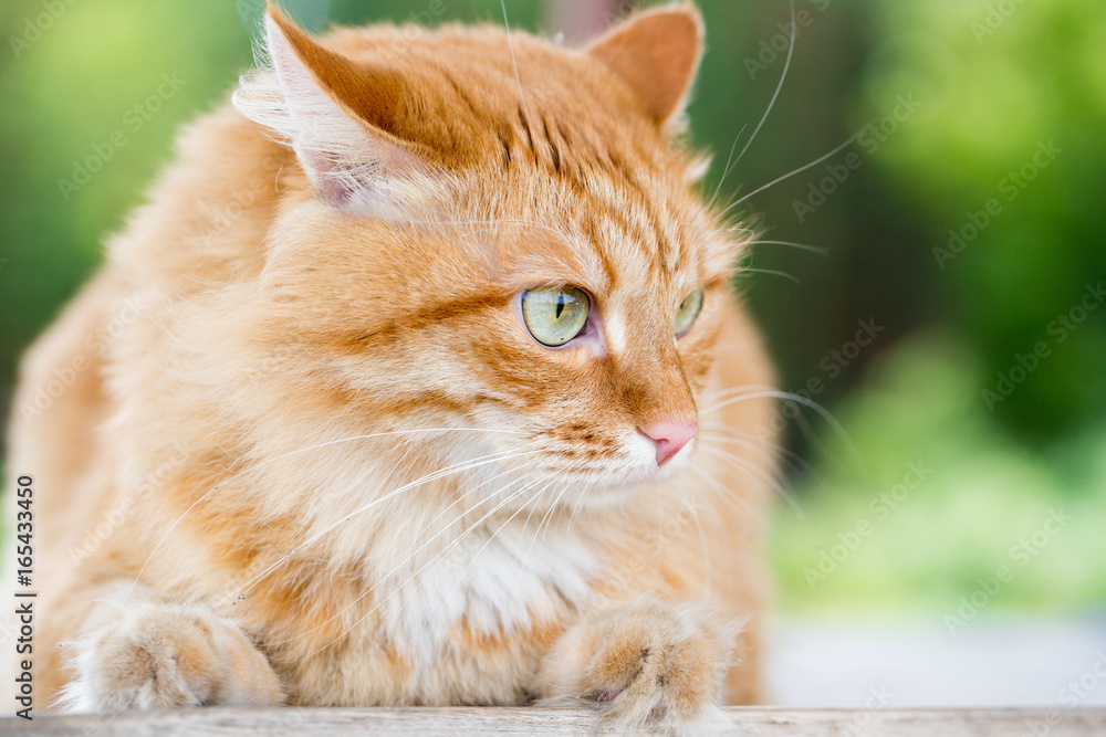 Beautiful red cat