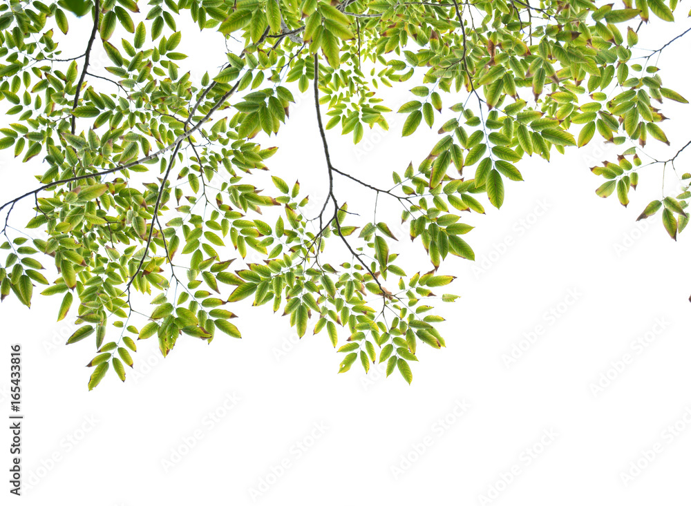 Green leaves on a white background Green leaves on a white background