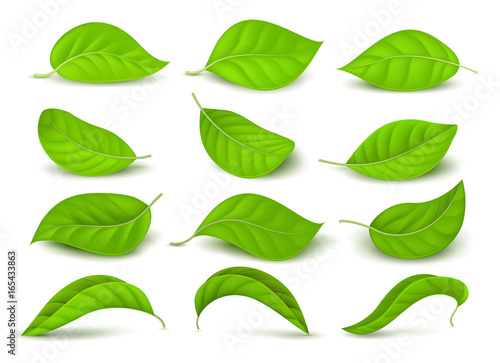 Realistic green tea leaves with water drops isolated on white vector set