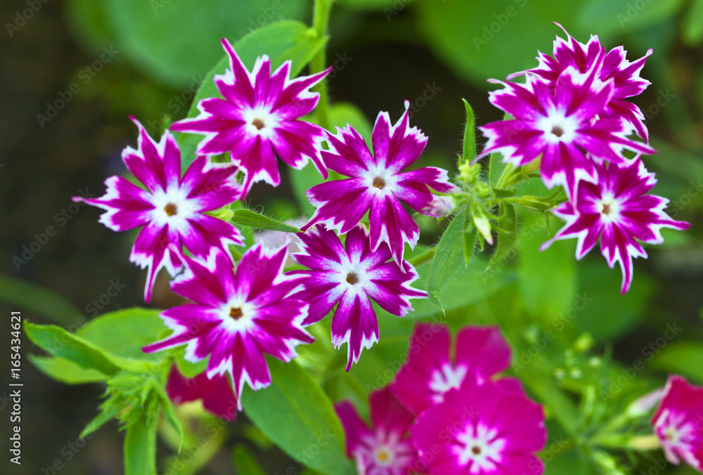 Fototapeta premium Annual flowers of Drummond's phlox called Twinkling Stars. Floral background