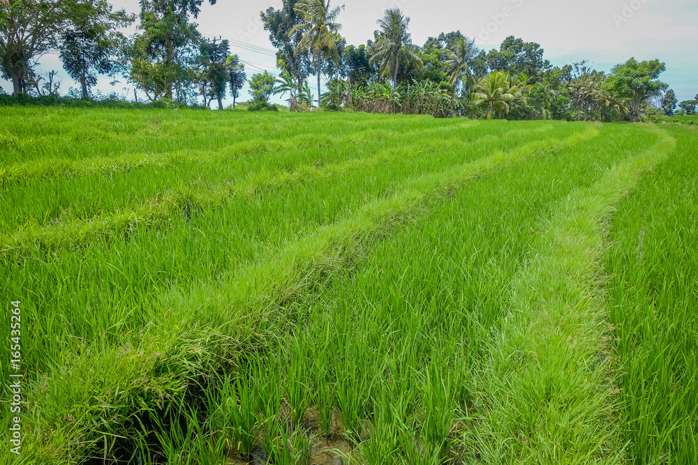 Obraz premium Green rice field close up. Rice in water on rice terraces, Ubud, Bali, Indonesia