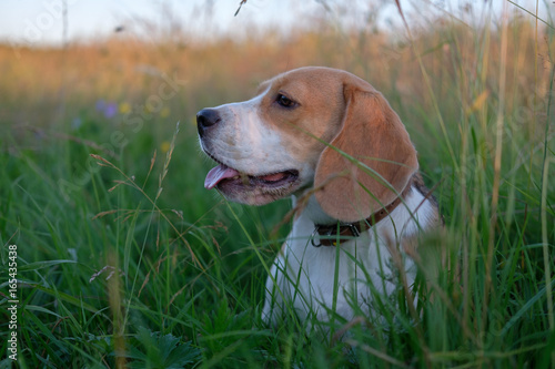 Beagle on a walk among the tall grass