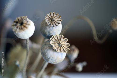 Close up of dried poppy plant; selective focus.