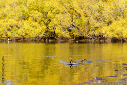 Wallpaper Mural The Pacific black ducks or grey ducks at Lake Pearson (Moana Rua) in Autumn , Arthur's pass National Park , South Island of New Zealand Torontodigital.ca