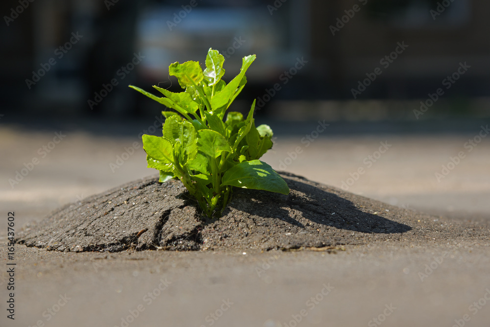The plant broke through the asphalt