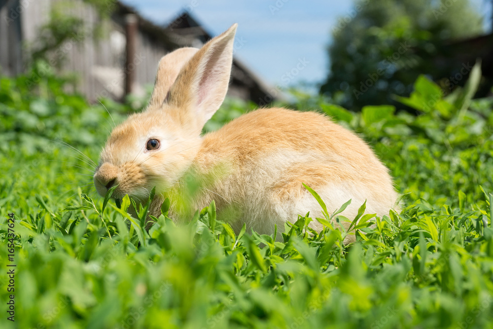 Fototapeta premium Rabbit on the grass