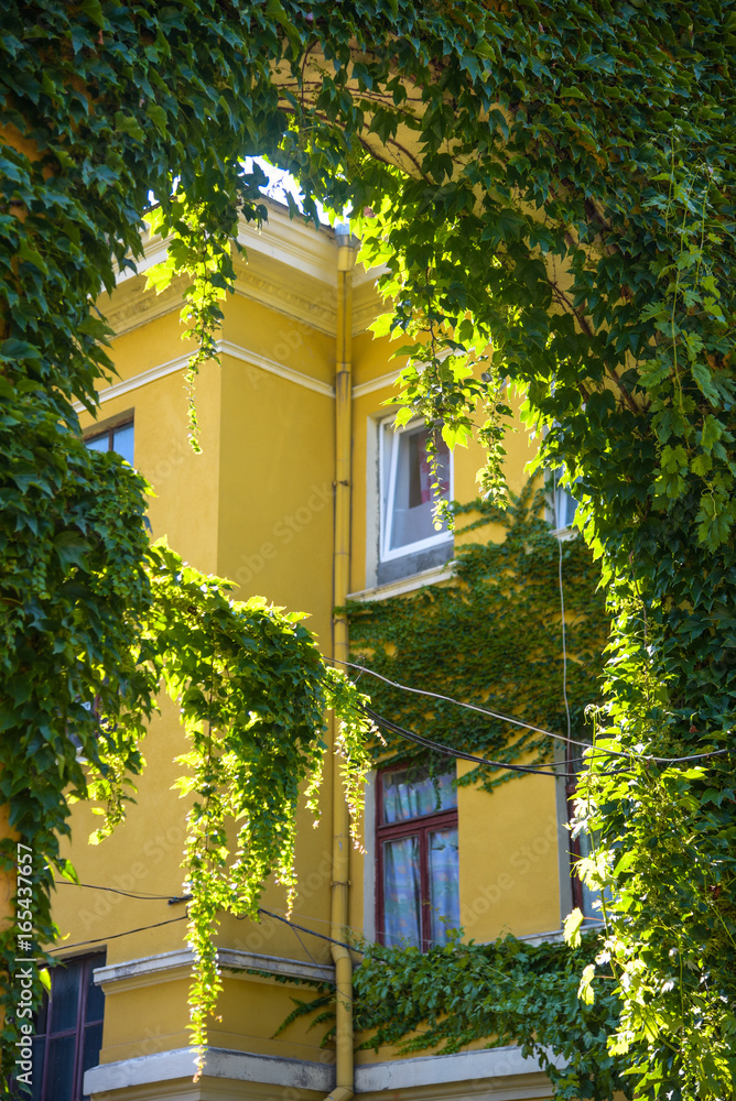 Textured Green Facade preview