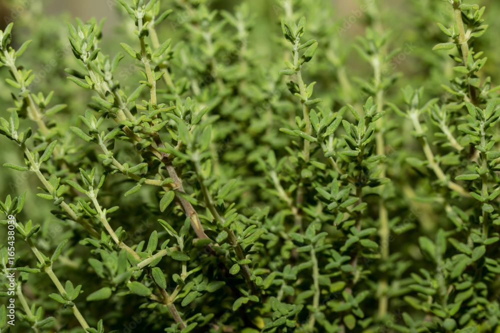 Closeup of thyme plant Closeup of thyme plant