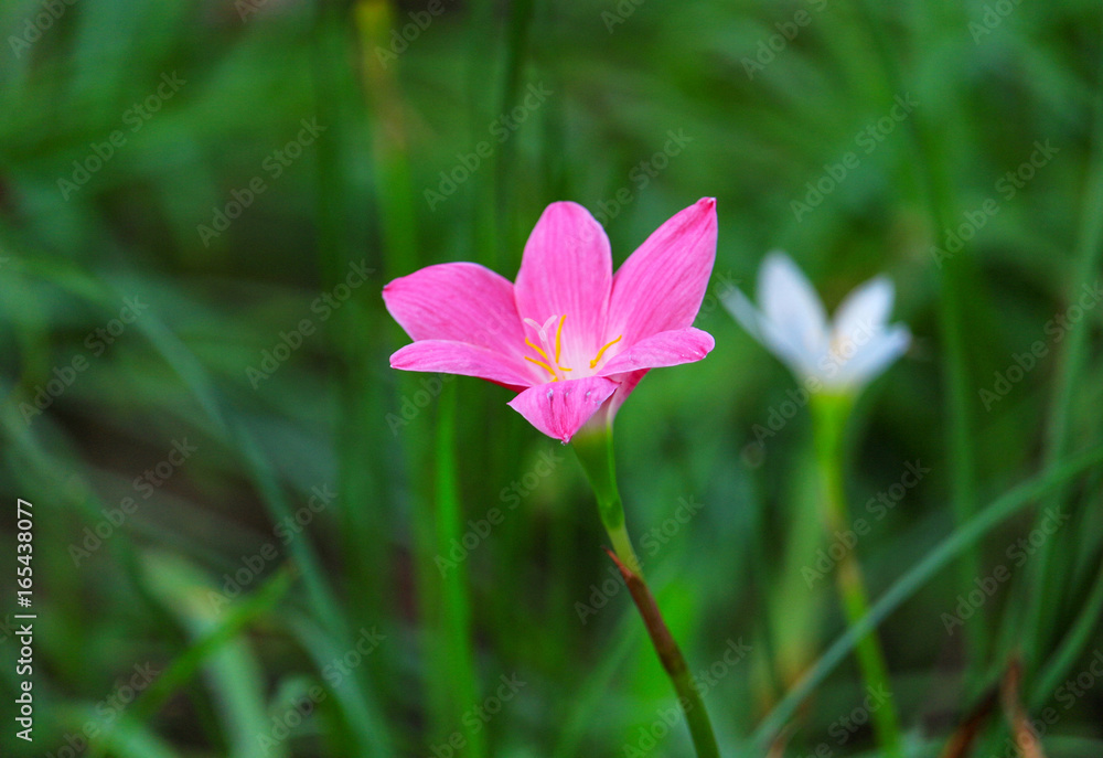 Fototapeta premium Zephyranthes spp Pink bloom