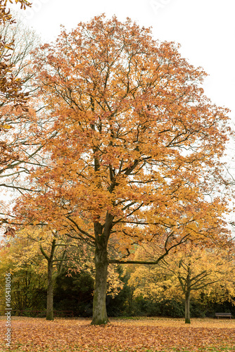 Baum im Herbst