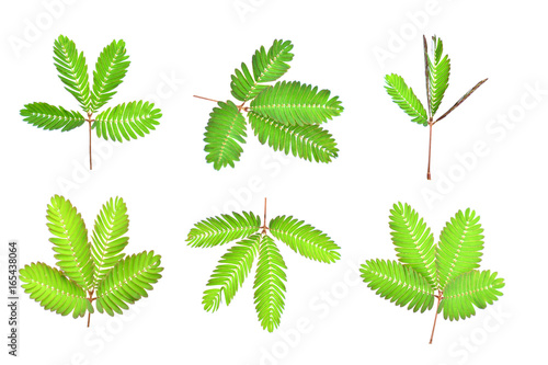 Tableau sur toile sensitive plant, sleepy plant, the touch-me-not on a white background