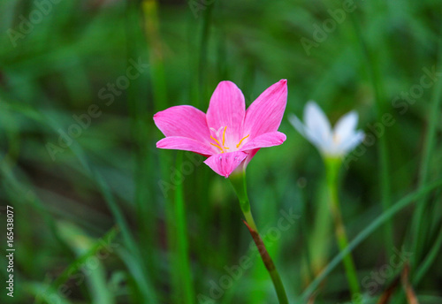 Zephyranthes spp Pink bloom