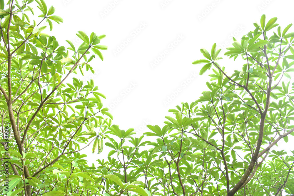 Green leaves on a white background Green leaves on a white background