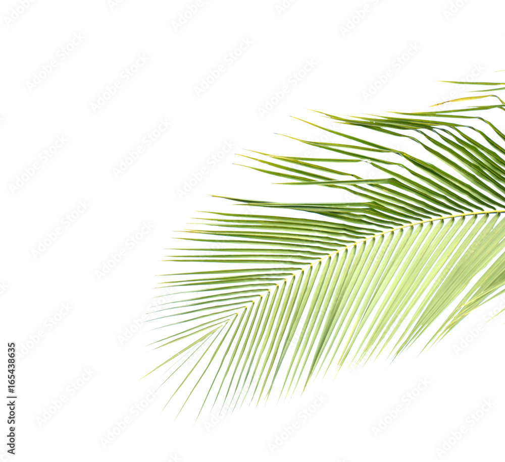 Obraz premium Coconut leaves on a white background