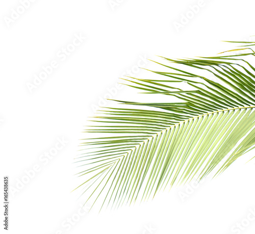 Coconut  leaves on a white background