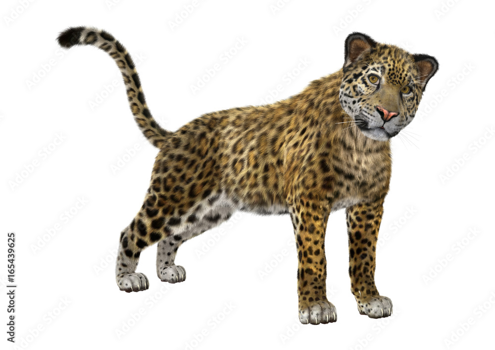 3D Rendering Big Cat Jaguar on White 3D Rendering Big Cat Jaguar on White