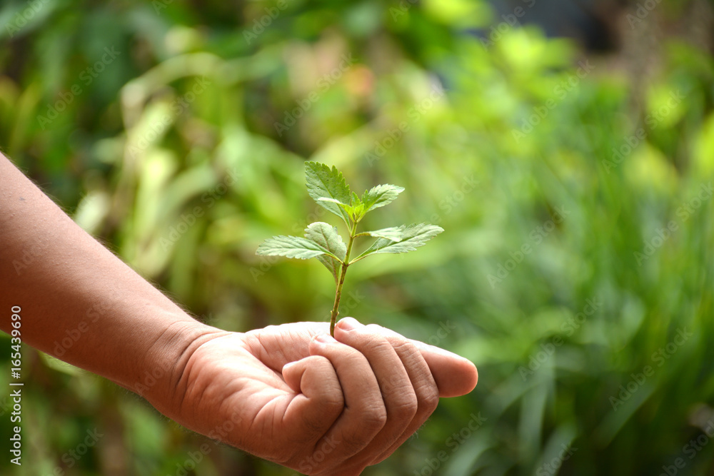 custom made wallpaper toronto digitalLove world concept , Tree in boy hands,Blurred nature background