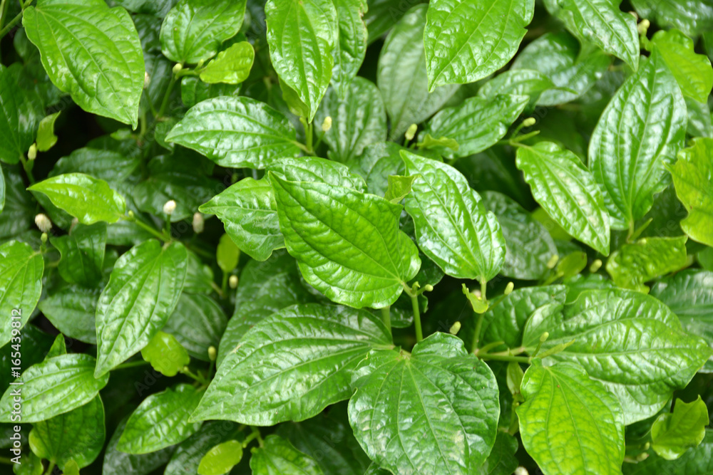 WildbetalLeafbush background WildbetalLeafbush background