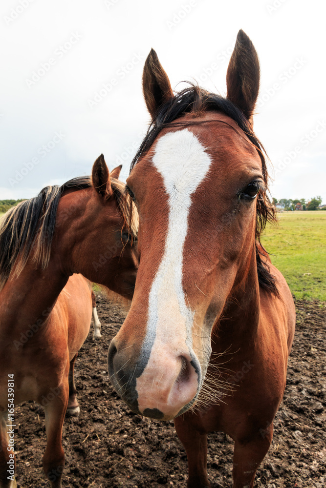 Fototapeta premium Close-up of brown horse looking forward and another horse in the background