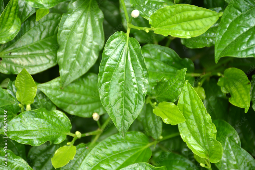 WildbetalLeafbush background WildbetalLeafbush background