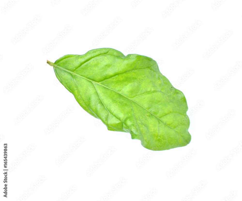 Fototapeta premium Jasmine Leaves on a white background