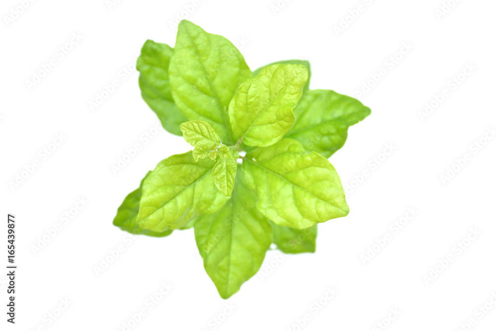 Jasmine Leaves on a white background Jasmine Leaves on a white background