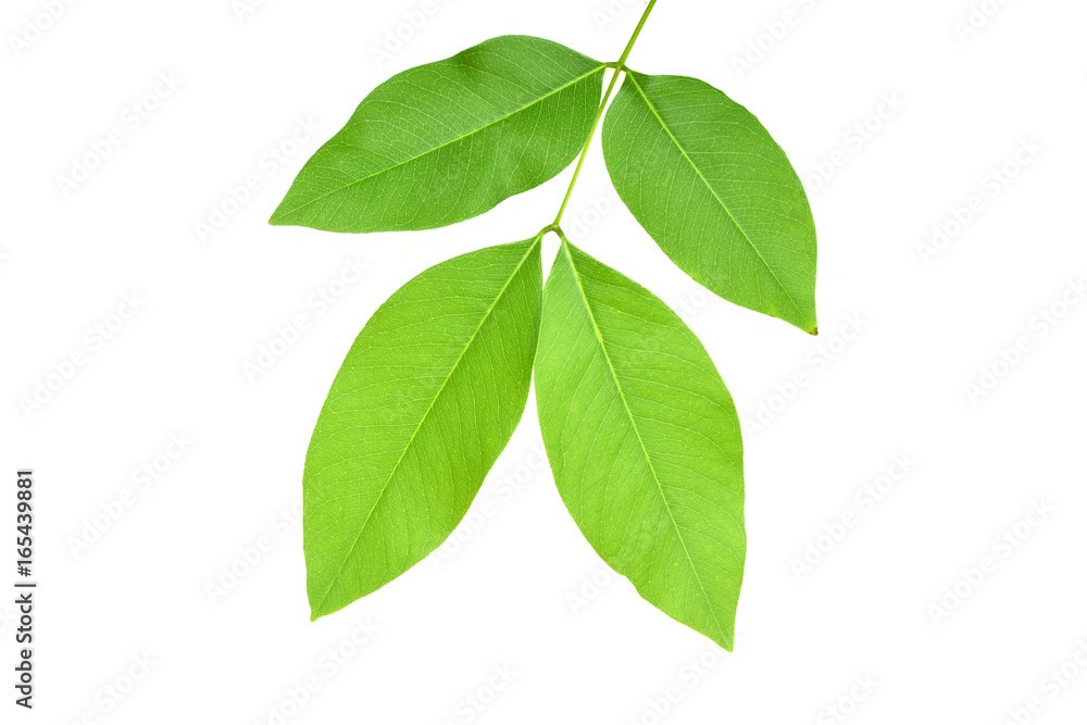 Golden Shower Leaves on a white background Golden Shower Leaves on a white background