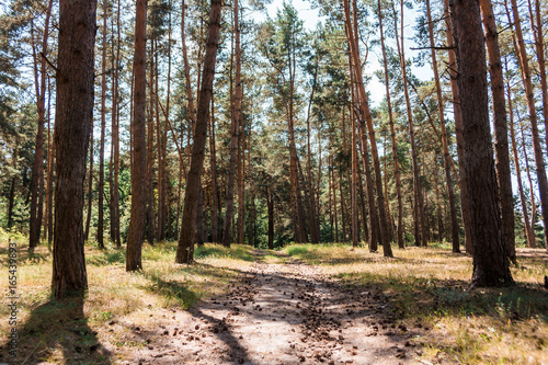 Pine forest with slender tree trunks.