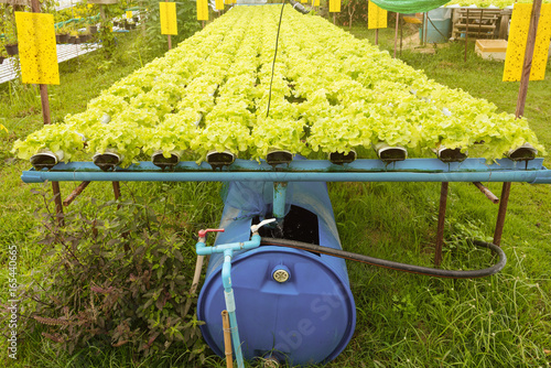Hydroponics green vegetable growing in the nursery, Agriculture concept.