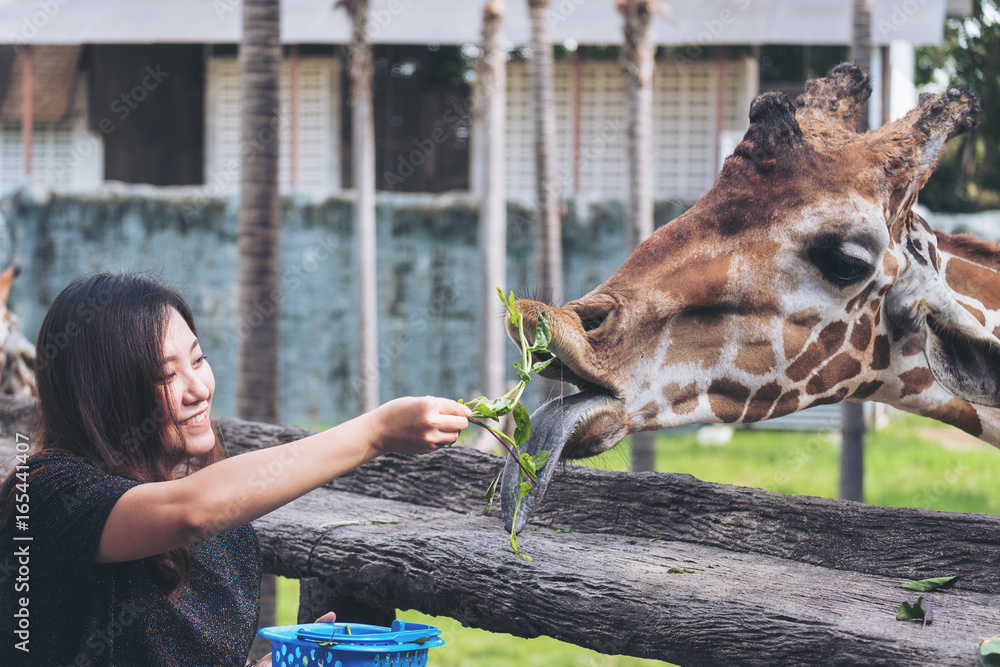 Obraz premium An Asian woman feeding fresh vegetable to a baby giraffe in the zoo