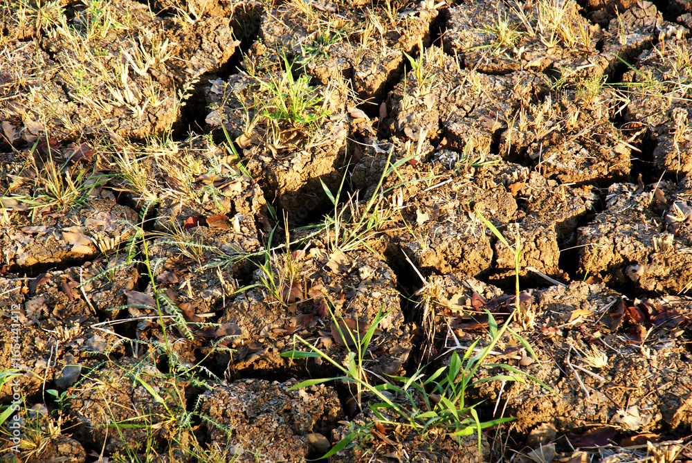 Crack soil on dry season Crack soil on dry season