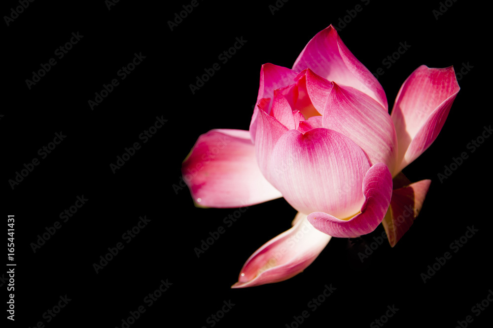 Beautiful lotus on black background. Beautiful lotus on black background.