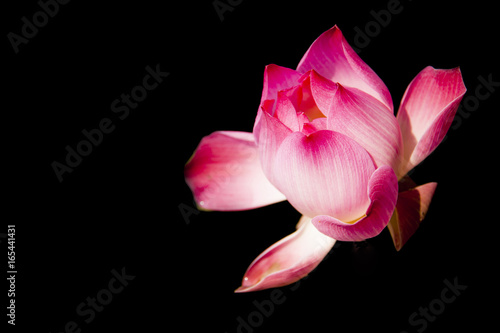 Beautiful lotus on black background.
