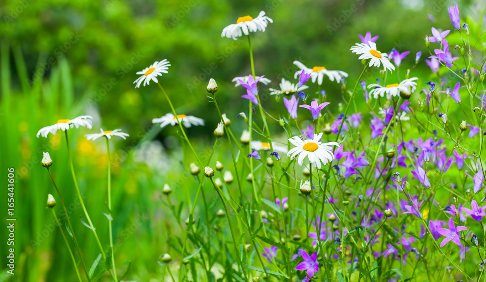 Naklejka Colorful summer flowers grow on green meadow