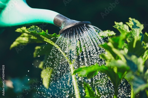 Fototapeta Watering of the garden